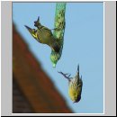 Carduelis spinus - Erlenzeisig 03.jpg